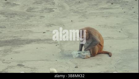 Agra, Uttar Pradesh, India. Monkey estrae il cibo dal sacchetto di plastica. Concetto di problema dell'inquinamento plastico. Vita animale in ambiente urbano. Gli animali vivono Foto Stock