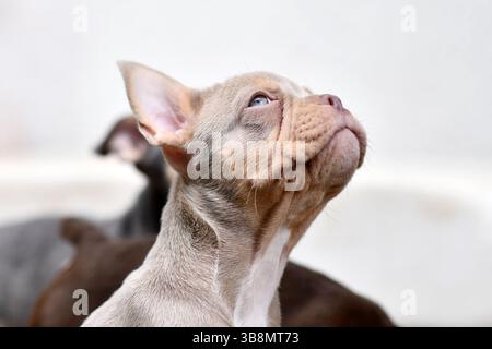 Cucciolo di cane Bulldog francese New Shade Isabella Orange Tan Foto Stock