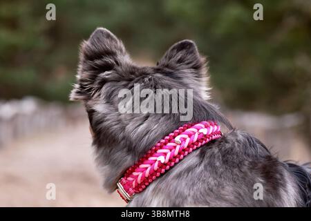 Primo piano del colletto paracord rosa intrecciato sul mix di Bulldog francese x Husky siberiano Foto Stock