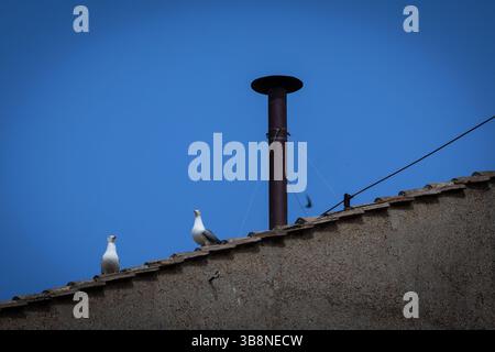 Vatikanstadt, Vaticano. 8 maggio 2025. Due gabbiani siedono accanto al camino della Cappella Sistina. Crediti: Oliver Weiken/dpa/Alamy Live News Foto Stock