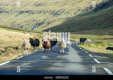 Pecore faroesi in diversi colori che bloccano la strada. Tipico scenario naturale con una strada tortuosa sulle Isole Faroe. Foto Stock