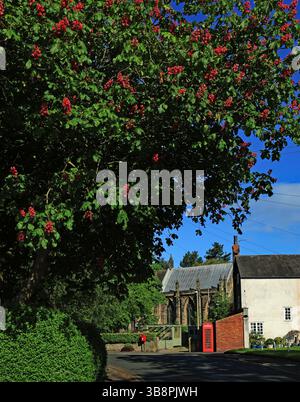 L'ippocastano, in piena fioritura, la cabina telefonica e la cassetta postale sono tutte rosse su Summerwood Lane ad Halsall, nel Lancashire occidentale, in una mattina di maggio. Foto Stock