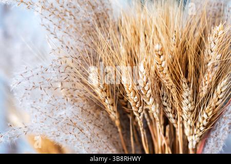 Bouquet di gambi di grano dorato mescolati a delicate e soffici erbe su uno sfondo morbido e chiaro. Bellezza naturale e consistenze di piante essiccate Foto Stock