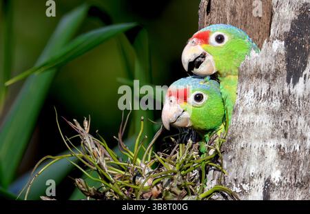 Grossi pulcini di pappagallo rosso (Amazona autunnalis) nel loro buco di nidificazione. Foto di Laguna Lagarto, Costa Rica. Foto Stock