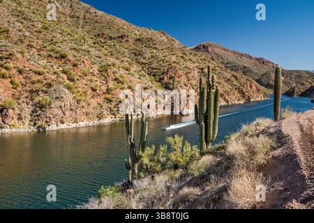Motoscafo, saguaro sul lago Apache sul fiume Salt, vicino alla diga Theodore Roosevelt, Mazatzal Mtns, vista dall'Apache Trail, Tonto Natl Forest, Arizona, Stati Uniti Foto Stock