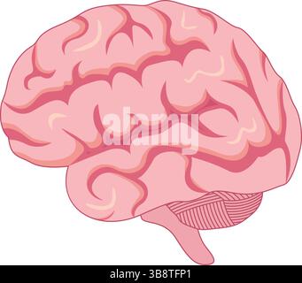 Illustrazione del vettore di progettazione dell'anatomia cerebrale umana Illustrazione Vettoriale