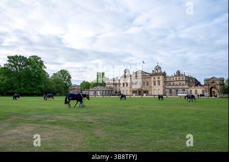 Bristol, Regno Unito. 8 maggio 2025. 8 maggio 2025 cavalli pascolano di fronte a Badminton House il primo giorno delle 2025 Mars Badminton Horse Trials a Badminton House vicino Bristol, Gloucestershire, Inghilterra, Regno Unito. Credito: Jonathan Clarke/Alamy Live News Foto Stock