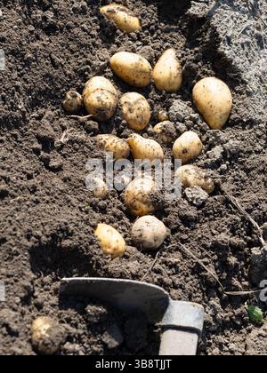 Pila di patate appena raccolte - Solanum tuberosum con zappa su campo. Raccogliere le radici di patate dal suolo in giardino fatto in casa. Agricoltura biologica, sana Foto Stock