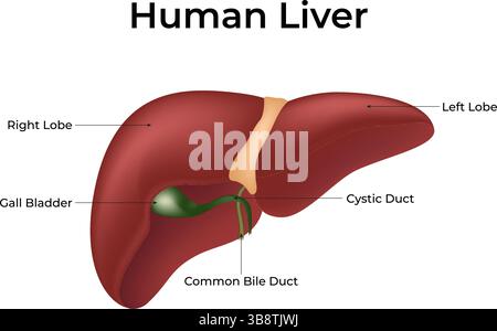 Illustrazione del vettore di progettazione dell'anatomia epatica umana Illustrazione Vettoriale