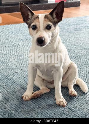 Jack Russell Terrier, un cane di undici anni seduto su un tappeto blu che guarda la telecamera Foto Stock