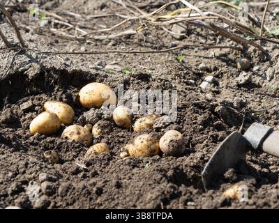 Pila di patate appena raccolte - Solanum tuberosum con zappa su campo. Raccogliere le radici di patate dal suolo in giardino fatto in casa. Agricoltura biologica, sana Foto Stock