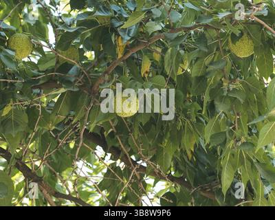 Frutti verdi di arancia maclura pomifera osage, mela di cavallo e mela di adamo crescono in natura sull'albero. Uso della frutta di Maclura in medicina alternativa, in particula Foto Stock