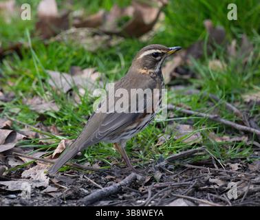 Redwing, Turdus iliacus, Foraging on the Ground, Queen's Park, Londra, Regno Unito, Isole britanniche Foto Stock