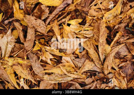 Consistenza secca delle foglie autunnali. Fogliame giallo marrone caduto. Sfondo naturale stagionale. Pavimento rustico della foresta. Superficie della lettiera. Bosco biologico. Foto Stock