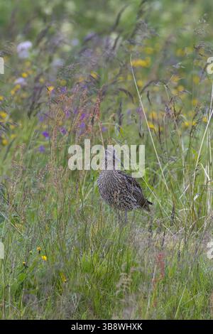 Großer Brachvogel, Grosser Brachvogel, Brachvogel, Wiesenvogel, Wiesenvögel Numenius arquata, Curlew, Curlew eurasiatica, le Courlis cendré Foto Stock