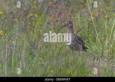 Großer Brachvogel, Grosser Brachvogel, Brachvogel, Wiesenvogel, Wiesenvögel Numenius arquata, Curlew, Curlew eurasiatica, le Courlis cendré Foto Stock