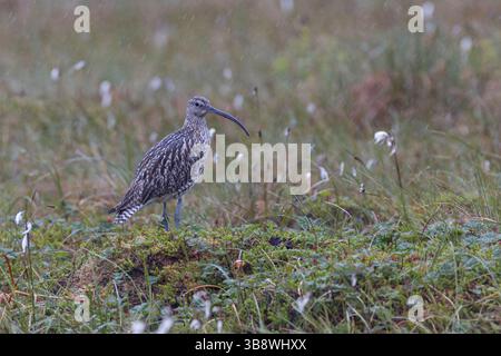 Großer Brachvogel, Grosser Brachvogel, Brachvogel, Wiesenvogel, Wiesenvögel Numenius arquata, Curlew, Curlew eurasiatica, le Courlis cendré Foto Stock