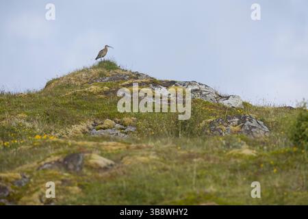 Großer Brachvogel, Grosser Brachvogel, Brachvogel, Wiesenvogel, Wiesenvögel Numenius arquata, Curlew, Curlew eurasiatica, le Courlis cendré Foto Stock