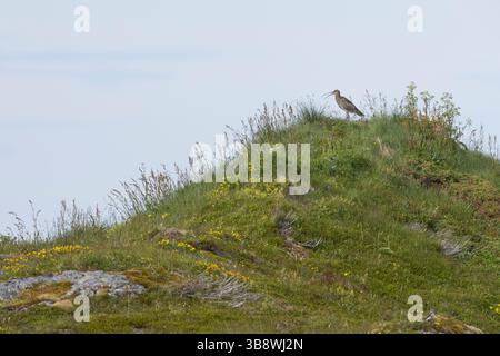 Großer Brachvogel, Grosser Brachvogel, Brachvogel, Wiesenvogel, Wiesenvögel Numenius arquata, Curlew, Curlew eurasiatica, le Courlis cendré Foto Stock