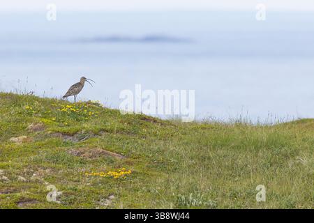 Großer Brachvogel, Grosser Brachvogel, Brachvogel, Wiesenvogel, Wiesenvögel Numenius arquata, Curlew, Curlew eurasiatica, le Courlis cendré Foto Stock