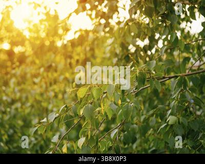 Bella verde betulla rami naturale astratto bokeh sfondo con copia spazio. Fogliame fresco di sottili e delicati rami di betulla alla luce del tramonto. Giallo Foto Stock