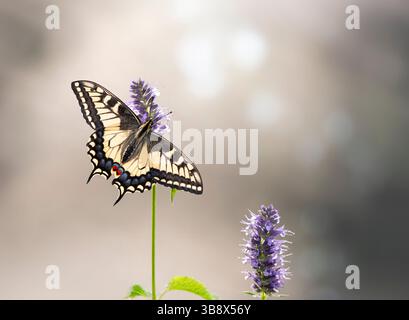 Macro di una farfalla di coda di rondine dell'Oregon (papilio bairdii oregonius) che si nutre di agastache liquirizia menta. Sfondo bokeh. Foto Stock