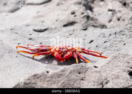 Un adulto adscensionis del granchio rosso della roccia dell'Atlantico del nord adscensionis indigeno alle coste orientali tropicali dell'Atlantico compreso le isole canarie Foto Stock