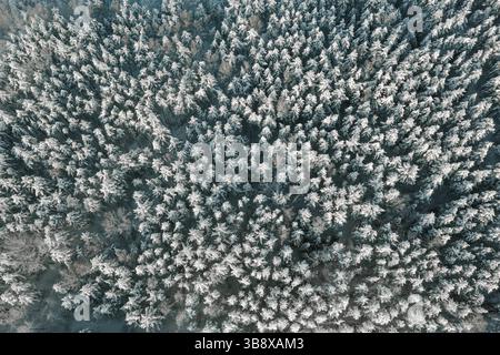 Vista dall'alto della foresta innevata e delle cime ghiacciate degli alberi nella soleggiata giornata invernale. Sorvola la foresta invernale ghiacciata con alberi innevati. Conifere per Foto Stock