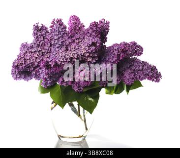 Bouquet lilla isolato su bianco. Fiori viola chiaro in vaso di vetro Foto Stock