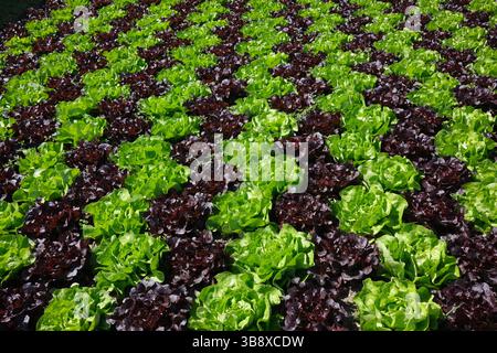 Filari di lattuga verde e rossa che crescono in giardino Foto Stock