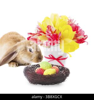 Coniglio rosso con nido di uova e tulipani su bianco. Decorazioni di pasqua Foto Stock