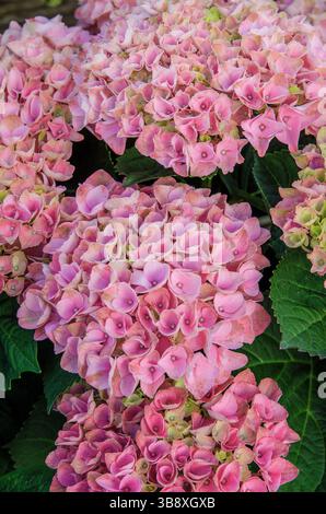 Hydrangea macrophylla Magical Evolution Flower. Una varietà di ortensie che cambia colore. Foto Stock