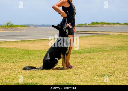 Avvisa il pastore tedesco seduto accanto all'allenatore, al campo di erba soleggiata nel parco, divertiti con il gioco all'aperto. Perfetto per temi di lealtà, formazione, lavoro Foto Stock