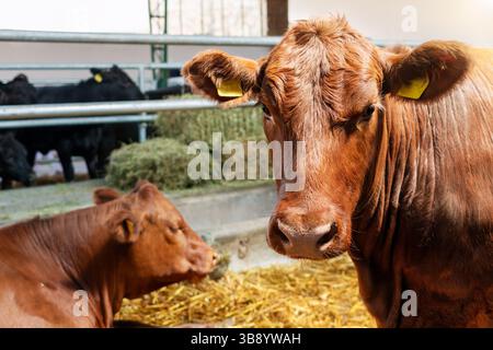 Primo piano di vacche rossastre in stalla di allevamento. Foto Stock
