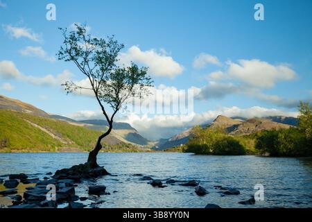 Albero solitario sul lago Padarn, Llanberis, Snowdonia, Galles. Foto Stock