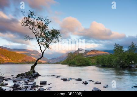 Tramonto sull'iconico albero solitario di Llyn Padarn nel Parco Nazionale di Snowdonia, Galles. Foto Stock