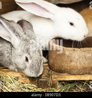 Tre conigli diversi closeup nel hutch Foto Stock
