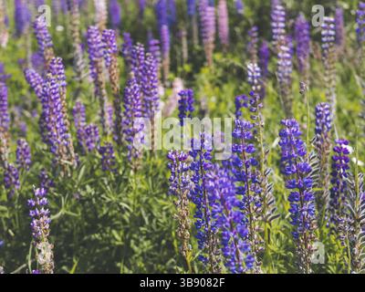 Fiori di lupino viola nel campo. Lupini blu e viola. Shot orizzontale Cottagecore e concetto di agriturismo Foto Stock