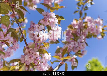 Fiore di un ciliegio giapponese (Prunus serrulata) Foto Stock