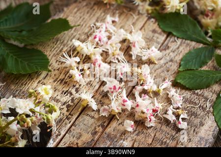 Fiori freschi di castagno su una tavola di legno - ingrediente per tintura di erbe o unguento fatti in casa Foto Stock