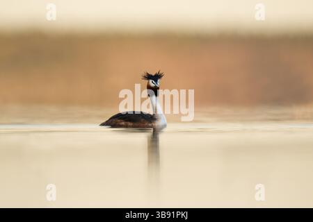 Ottima cresta (Podiceps Cristatus) che nuota in acqua in primavera. Foto Stock