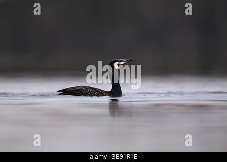 Grande cormorano (Phalacrocorax carbo) che nuota in mare in primavera. Foto Stock