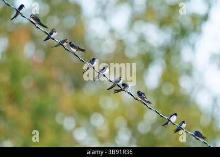 Fienile rondini (Hirundo rustica) seduto sulla linea elettrica in autunno. Foto Stock