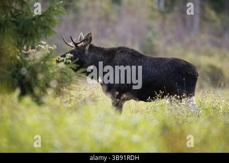 Alci o alci (Alces alces) che si nutrono nel campo in autunno. Foto Stock