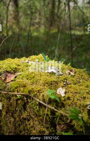 Piccolo Sprout verde che cresce dal ceppo di alberi ricoperto di muschio nella foresta primaverile Foto Stock