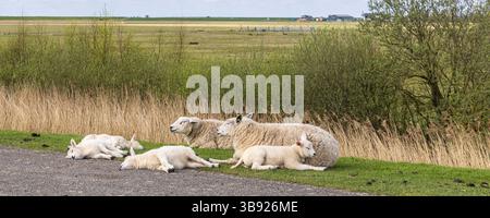 Paesaggio con le famose famiglie che viaggiano sull'isola di Schiermonnikoog, nei Paesi Bassi, sulla diga del mare di Wadden Foto Stock