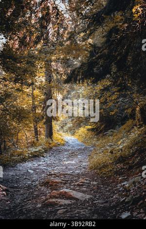 Sentiero nella foresta in luce soffusa Foto Stock