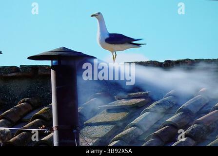 Foto aus Life Übertragung RTL oder ZDF Papstwahl am 08.05.2025 aus Rom- *** foto da Life trasmesso RTL o ZDF elezioni papali l'08 05 2025 da Roma Foto Stock