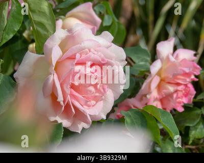 Rosa antico rosa che si arrampica fiorisce. Due teste di fiori appese nel giardino. Splendidi fiori di rosa con petali di blush e lussureggiante vegetazione. Foto Stock