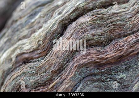 Corteccia di castagno superficie ondulata intemprata coperta di muschio e licheni. Sfondo naturale astratto con messa a fuoco selettiva. Primo piano del tronco vecchio di Сentury. Foto Stock